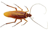 bug image